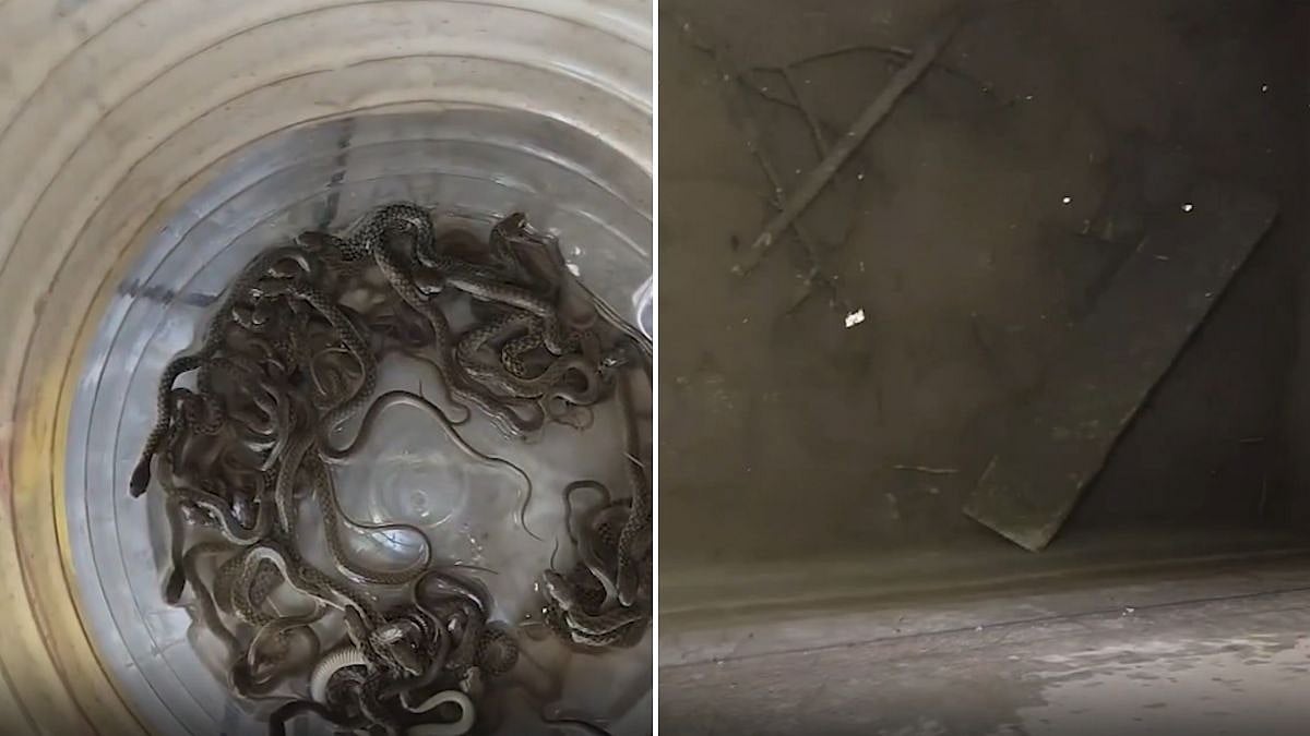 Haridwar: 27 Baby Snakes Rescued From Water Tank Inside House In Sarai Village; Video Goes Viral