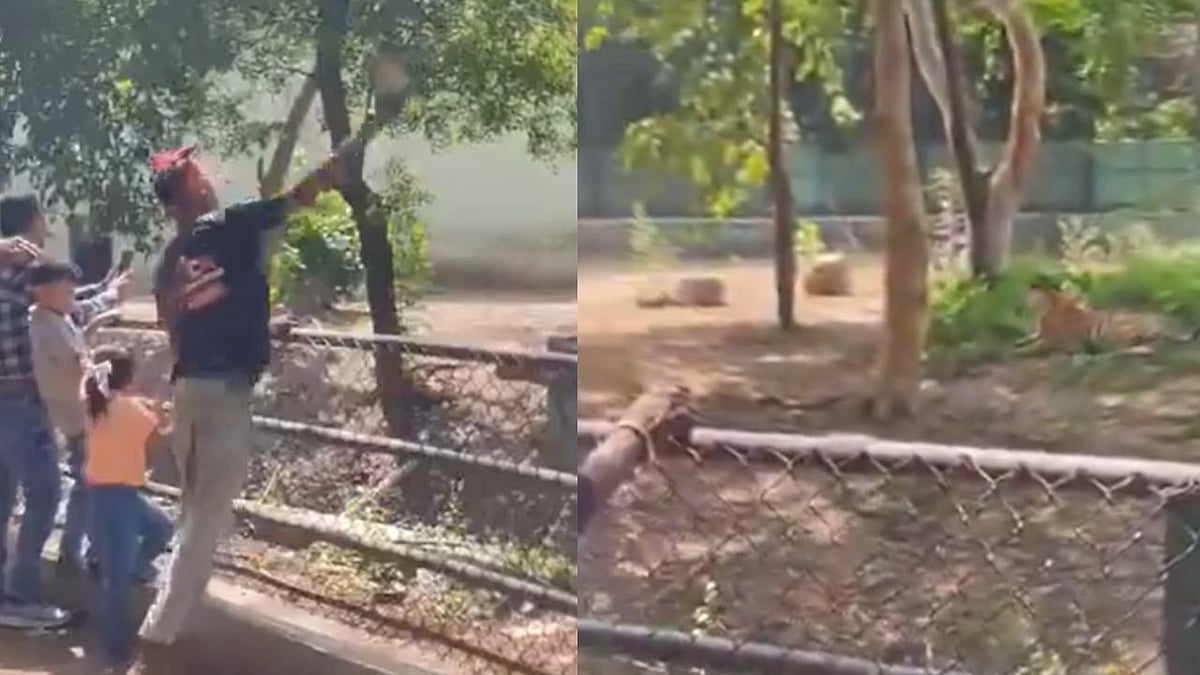 'He Needs To Be Thrown In': Viral Video Shows Visitors Throwing Stones At Resting Tiger In Surat Zoo; Netizens Demand Action
