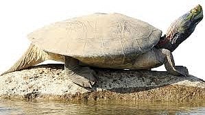 Red-Crowned Turtle Smuggling: Mishrilal Mahor Gets Bail; Was Absconding Since 2017; Arrested In March 2026