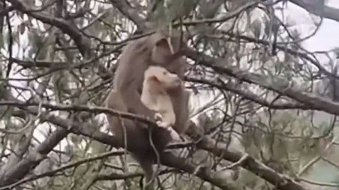 Viral Video: Monkey Carries Puppy Up Tree, Treats It Like Its Own Baby In Himachal's Mandi