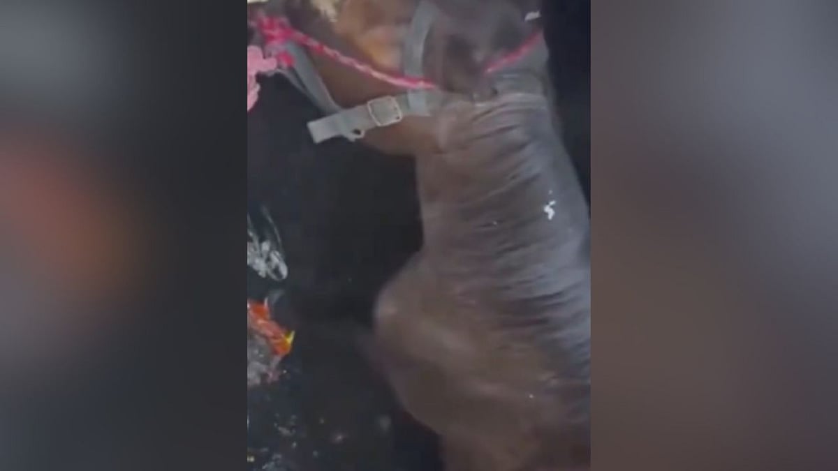 VIDEO: Horse Falls Into Drain After Manhole Cover Collapses In Vadodara, Rescue Operation Underway