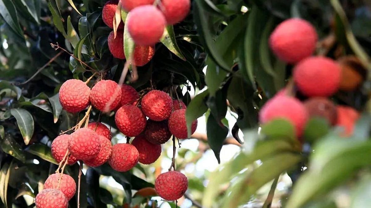 Assam’s GI-tagged Tezpur Litchi Wins International Market With First Export To Dubai And Singapore 