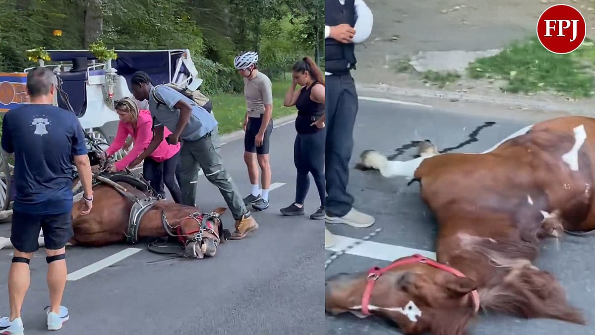 Disturbing Video Shows Carriage Horse Collapsing And Dying In New York’s Central Park