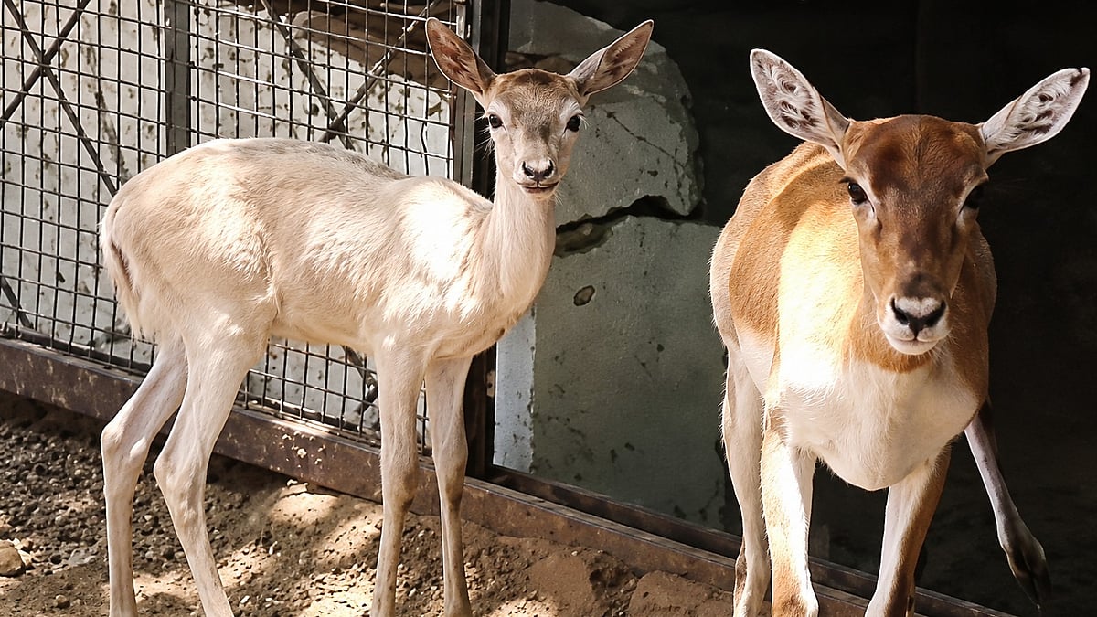 Rare Albino Blackbuck Born At Indore Zoo Becomes Major Attraction