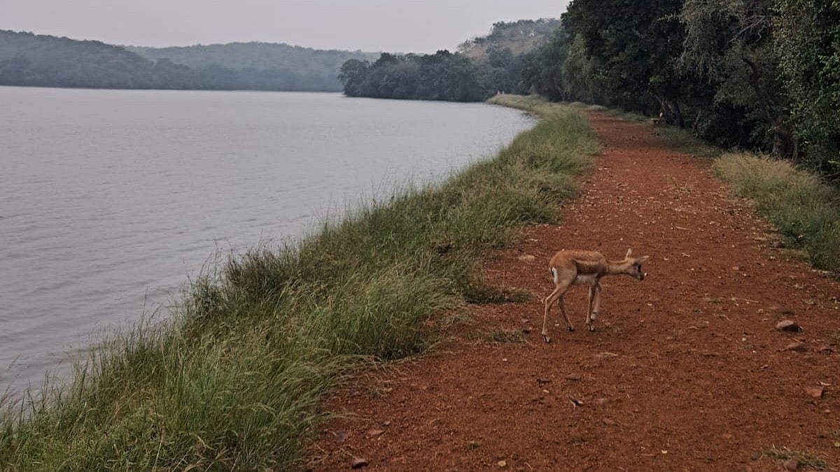 Chidikhoh: Discover The Untouched Beauty & Wildlife Gem Near Bhopal