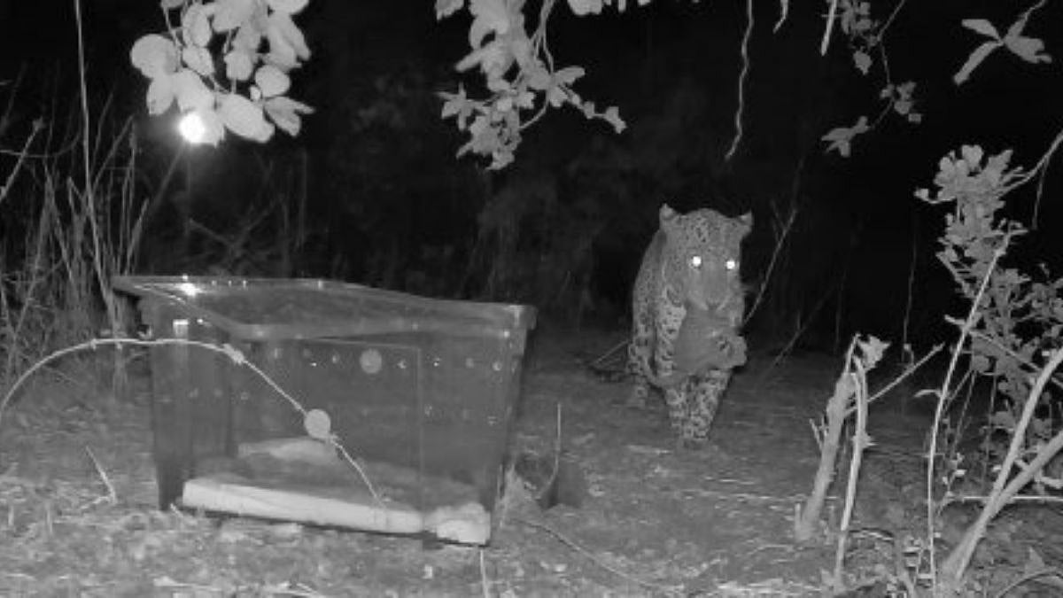 Murbad Wildlife Rescue: Lost Leopard Cub Reunited With Mother After 72-Hour Multi-Agency Operation
