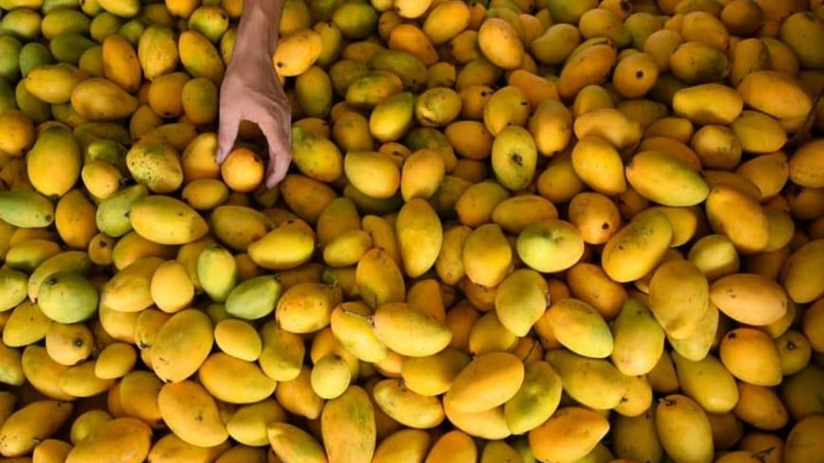 Nepal U-Turn? No Ban On Indian Mangoes, Kathmandu Clarifies Imports Allowed After Quality Checks
