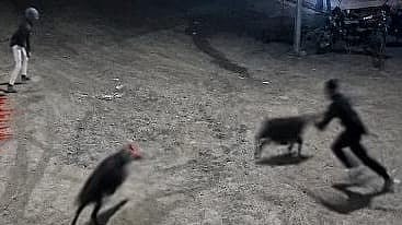 Beed: 80 Pigs Stolen In Just 30 Minutes; Six-Member Gang Caught On Camera 