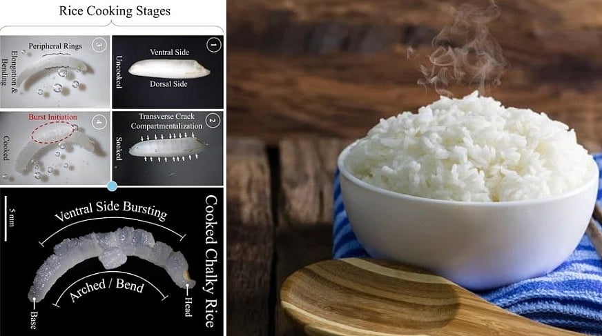 Why Do Some Rice Grains Burst While Cooking? IIT Indore Scientists Reveal Details