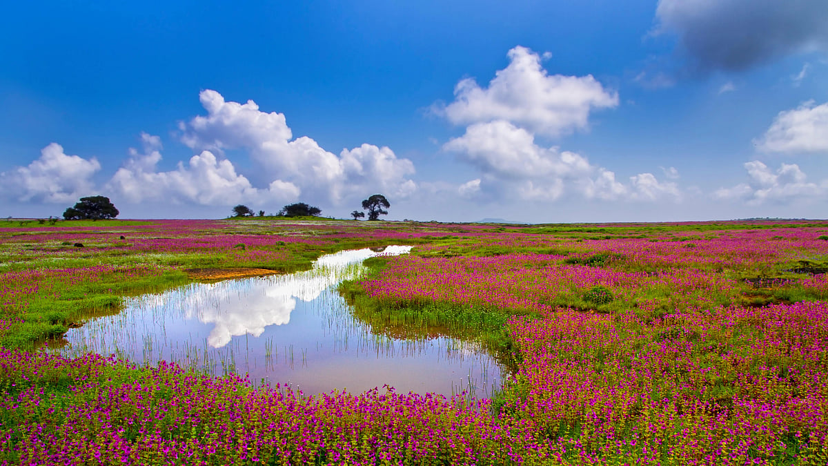 UNESCO Valley Of Flowers In Maharashtra: Why The Kaas Plateau Is A Must-Visit Destination