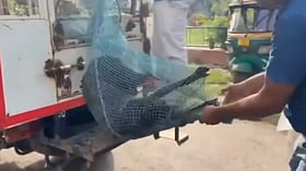 Video Sparks Dispute Over Nets Used to Capture Stray Dogs in Greater Noida