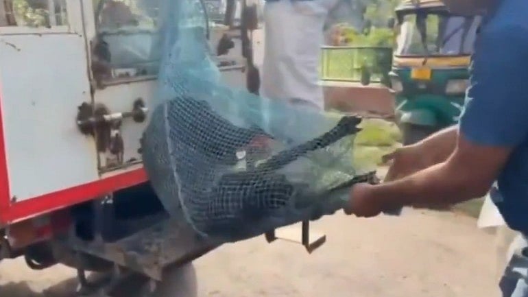 Greater Noida: Video Shows Municipal Workers Forcefully Capturing Stray Dogs In Nets During Sterilisation Drive; Activists Raise Concerns