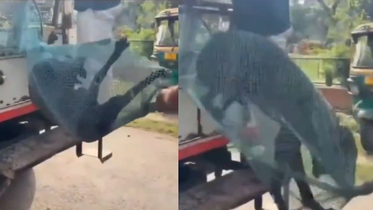 'Shame On Those Monsters': Stray Dog Heard Crying While Being Manhandled In 'Nets' By Greater Noida - VIDEO