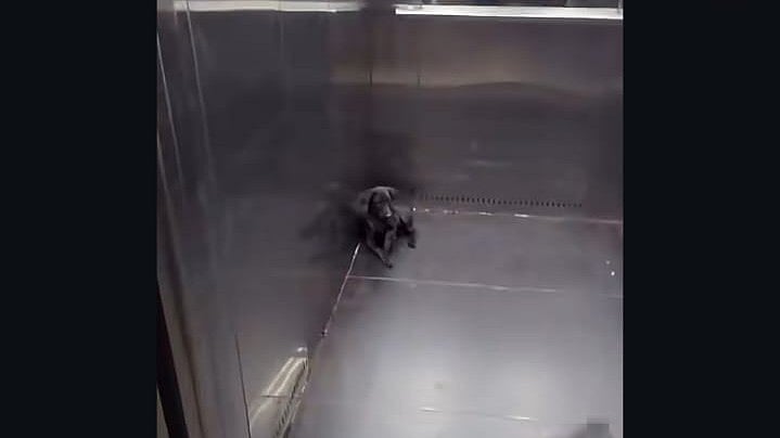 Pune: Video Shows Community Puppy Allegedly Harassed By Residents Inside Shivneri Building In Pimpri Chinchwad; NGO Says Dog Is Safe