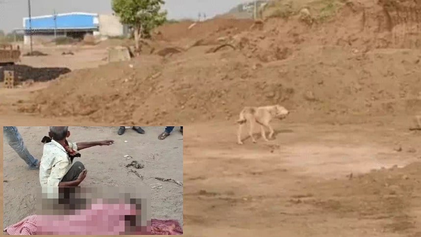 35-Year-Old Woman Dies After Pack Of Stray Dogs Attack Her In MP's Barwani