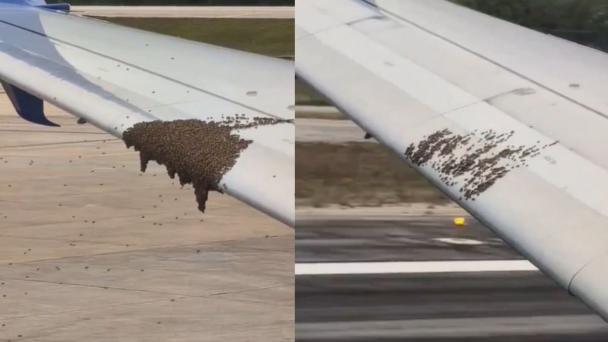 United Airlines Flight Faces Delay After Swarm Of Bees Settle On Aircraft's Wing; Get Blown-Off During Takeoff -  VIDEO