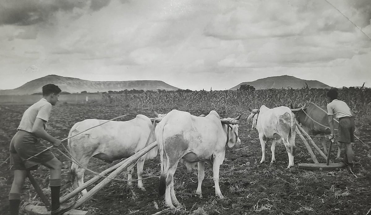 Young agricultural scientists of the Indore Plant Institute conducting research on cotton, wheat and maize. This rare photograph shows the Indore Plant Institute (later converted into an Agricultural College), with Ralamandal and Devguradia visible in the background.