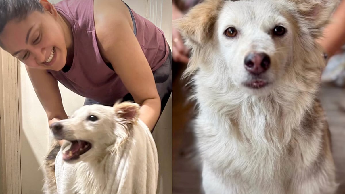 Actress Manjari Fadnnis Vows To Seek Justice For Society Dog After His Brutal Killing: 'Will Not Rest Till Those People Are Punished'