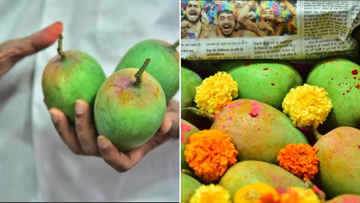 Kesar Mangoes Arrive In Large Quantities At Navi Mumbai’s APMC Market As Alphonso Season Wanes; Prices At ₹50-60 Per Kg Wholesale