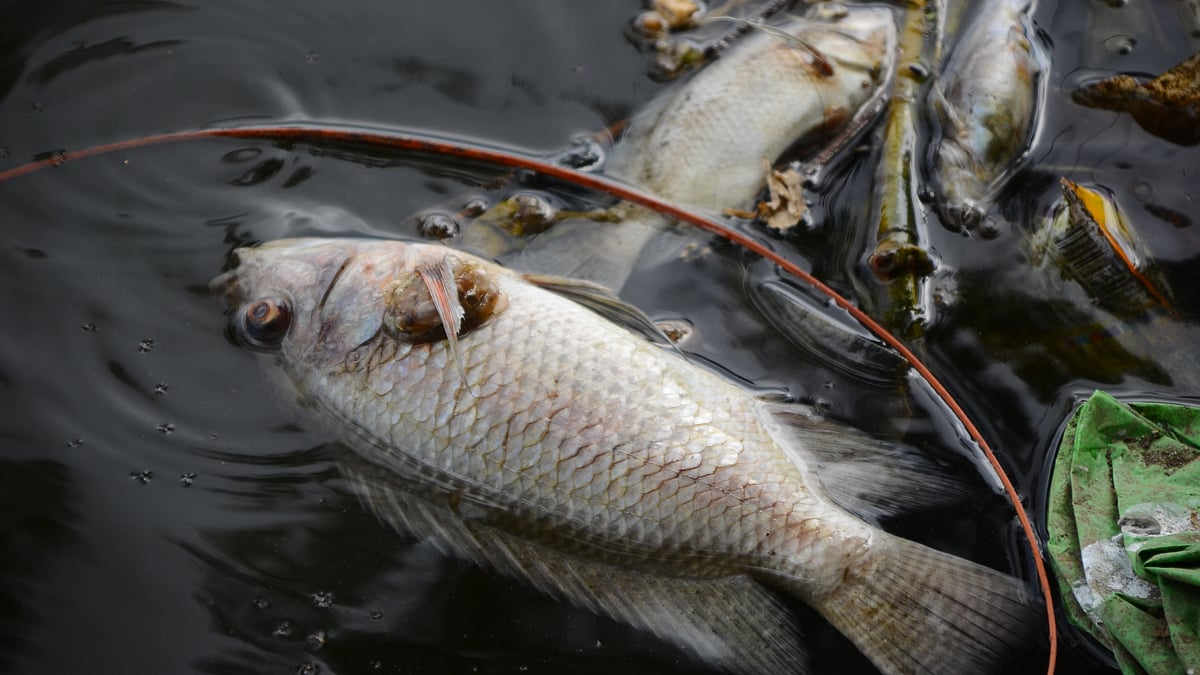 Godavari River Pollution In Nashik? Dead Fish Found In Large Numbers