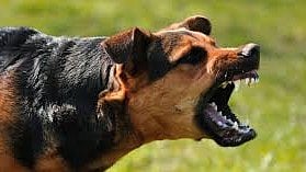 NHRC Takes Suo Motu Cognizance After 8-Year-Old Girl Mauled To Death By Stray Dogs In Punjab's Rupnagar District