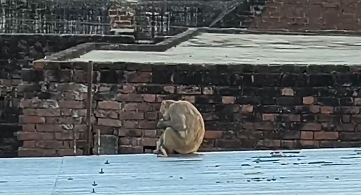Heartbreaking Video: Mother Monkey Seen Cradling Dead Baby In UP's Auraiya