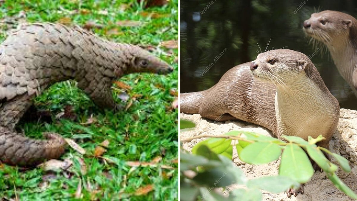 Conservation Concerns: Several Species Await Urgent Research In MP