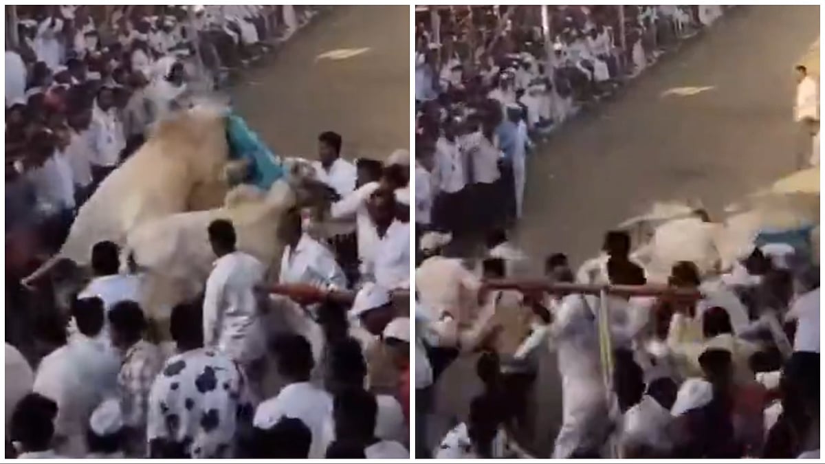 Pune VIDEO: Out-Of-Control Bulls Trigger Chaos During Shirur Village Fair Race