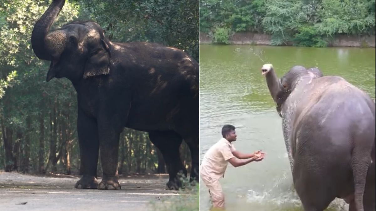 A Homecoming For Madhuri: Beloved Elephant Set To Return To Kolhapur After Remarkable Recovery In Vantara