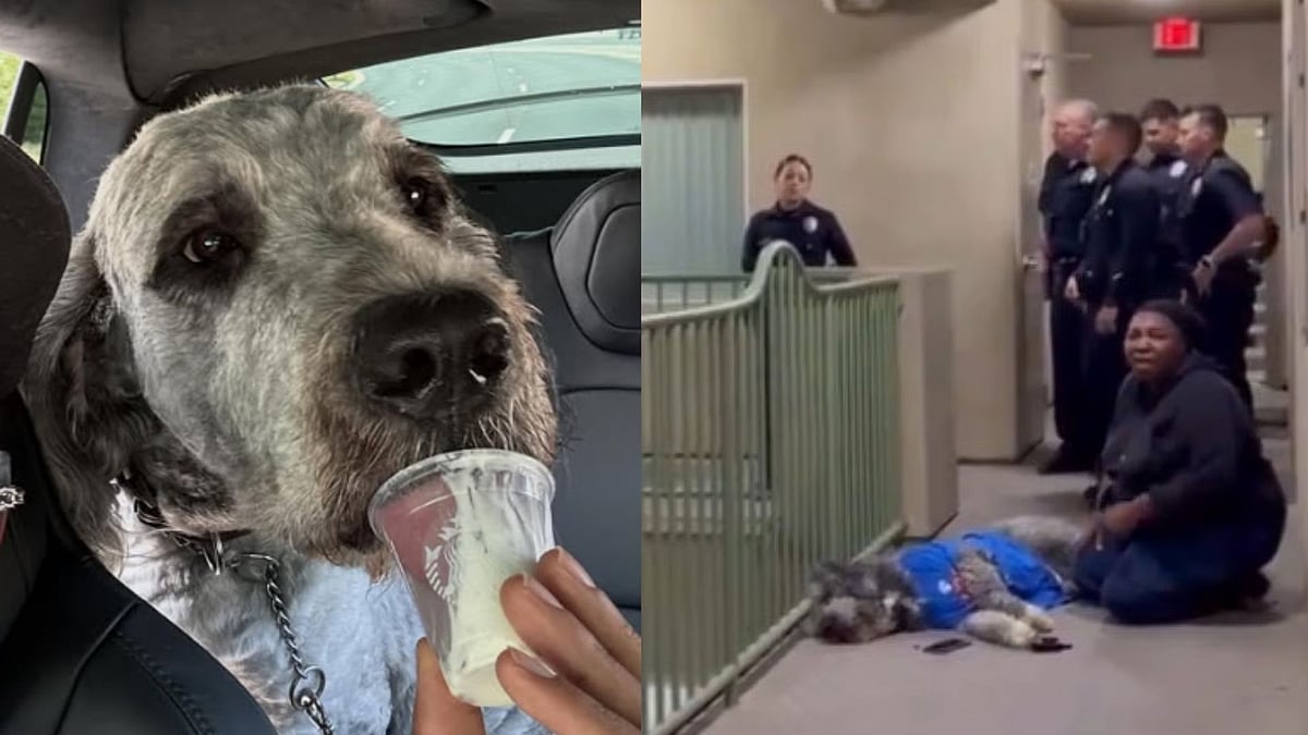 'Justice For Jameson': Heartbreaking Images Of Pet Dog Who Was Shot Dead By LAPD Go Viral; Netizens Express Condolences