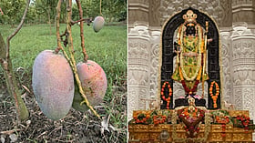 Ayodhya offers rare Miyazaki “Egg of the Sun” mango to Lord Ram