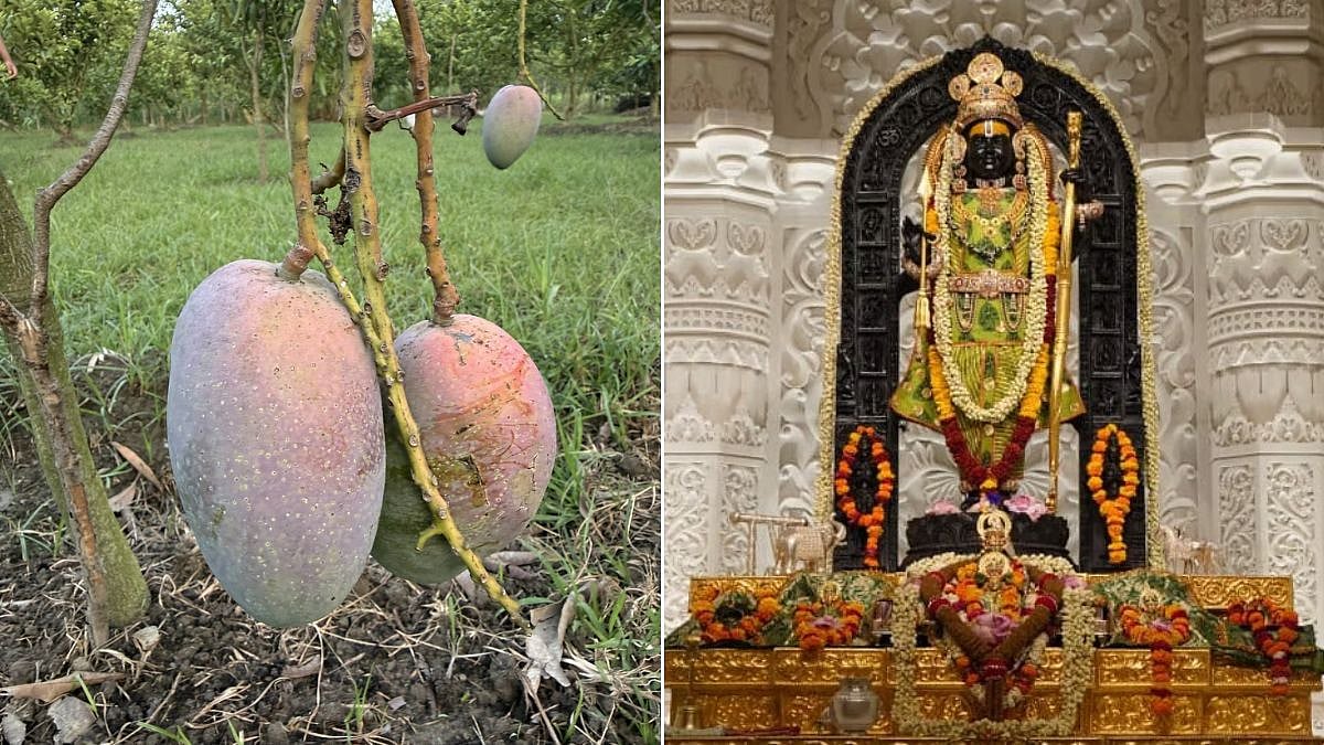 World's Costliest 'Miyazaki' Mango Offered To Lord Ram At Ayodhya Ram Mandir For The First Time
