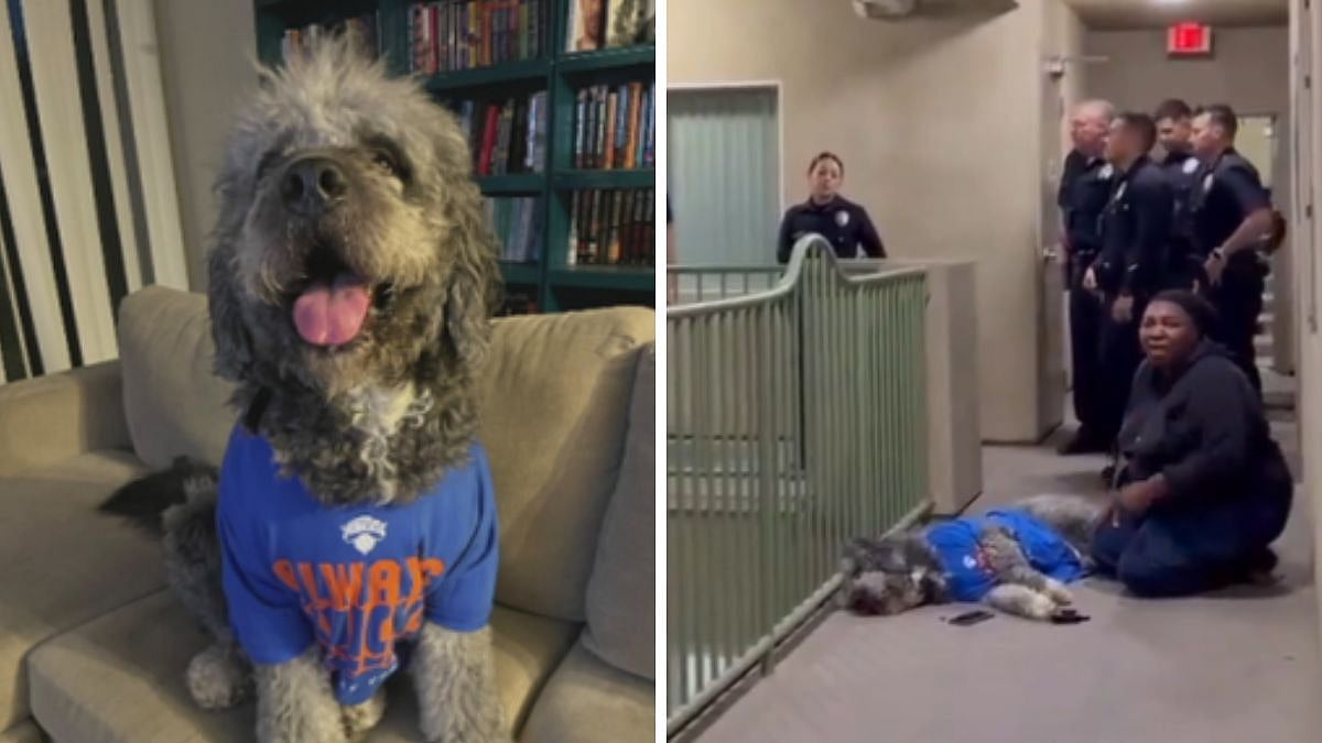 VIDEO: Pet Dog Shot Dead By LAPD After Responding To Noise Complaint During Knicks NBA Celebration In Los Angeles