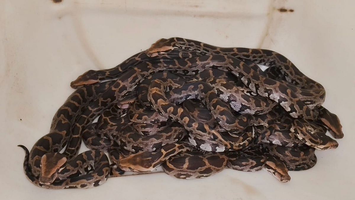 VIDEO: 7 Baby Pythons Found In Utility Duct Near SEBI Bhavan In Mumbai's BKC; Rescued Safely