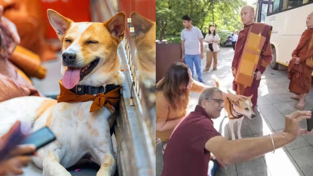 'Peace Dog' Aloka Receives Hero's Welcome In Gurugram; Many Gather To Meet The Stray Turned Global Sensation - VIDEO