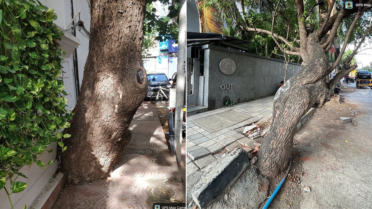 Tree base concretised in Mumbai