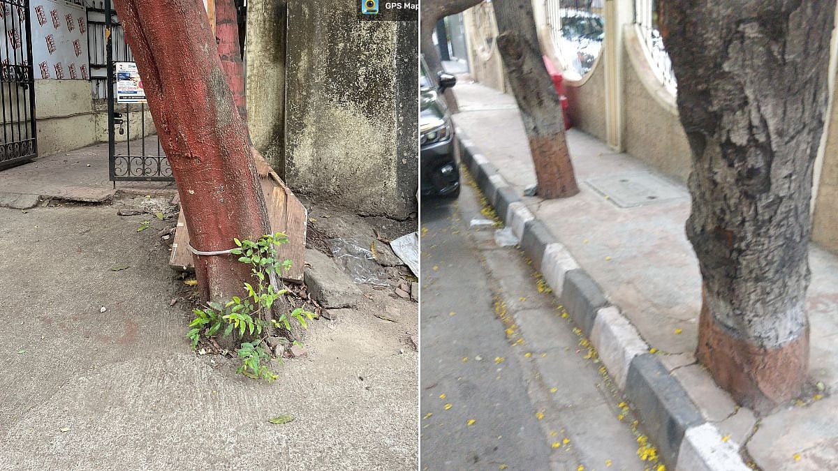 Tree base concretised in Mumbai