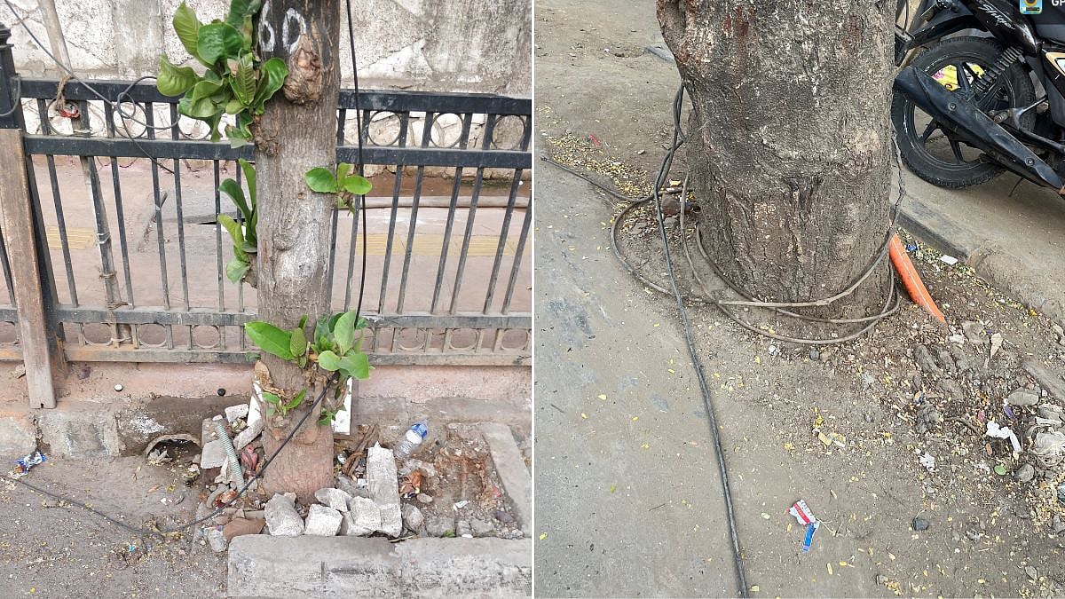 Mumbai Trees: BMC To Conduct Joint Inspection Of Non-Deconcretised Tree Bases Following Bombay HC Order
