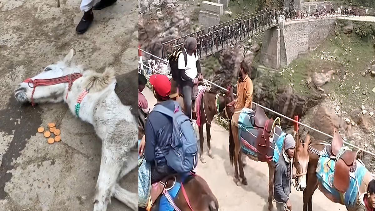 'Animals Are Not Ours To Use And Abuse EVER!': Netizens React As Horses And Mules Die During Kedarnath Pilgrimage