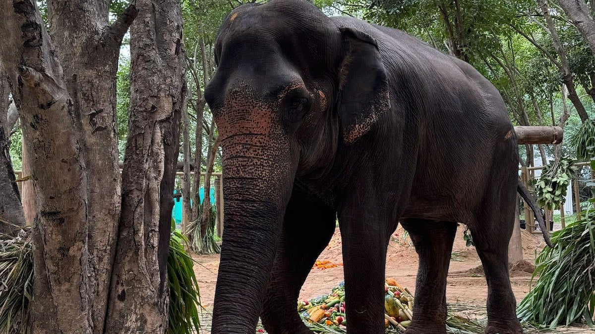 PETA India Raises Concerns Regarding Nandini Math’s Announcement Of Elephant Madhuri’s Return; Files Objection Against Nandini Math’s Application To SC-Appointed Committee