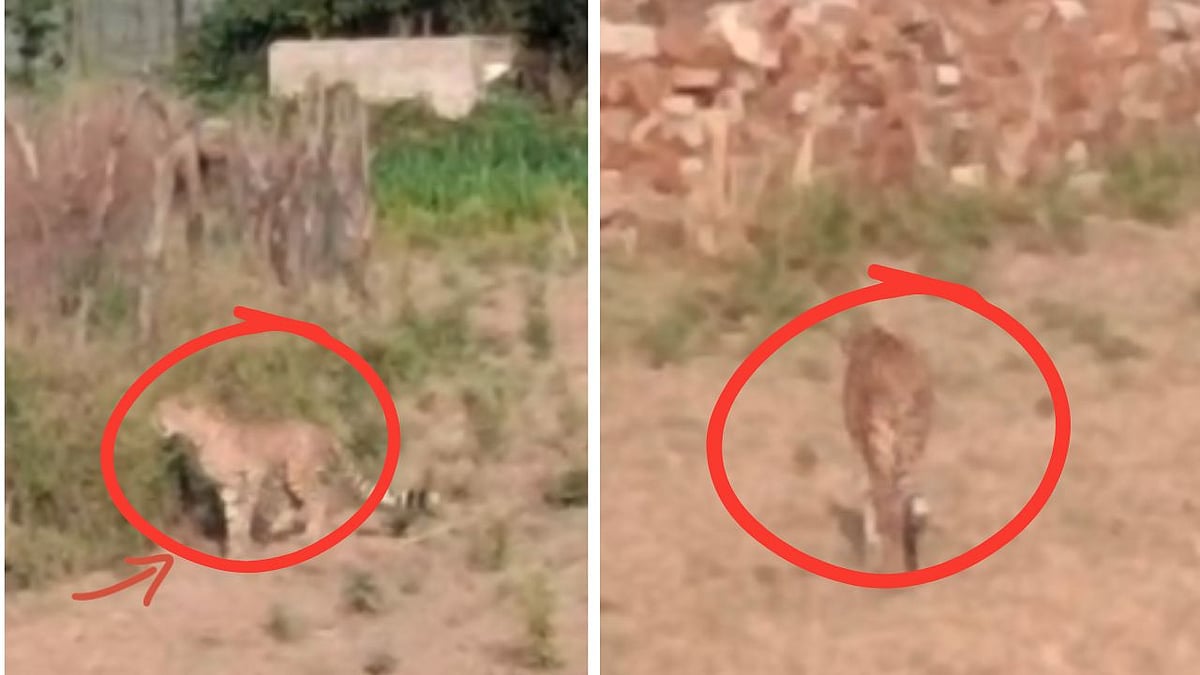 Leopard Spotted Roaming After Killing Goat In MP's Morena Village; Locals Demand Security-- Video