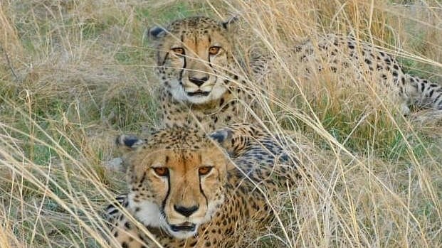 Cheetah Brothers Stun Experts With Hunting Coordination