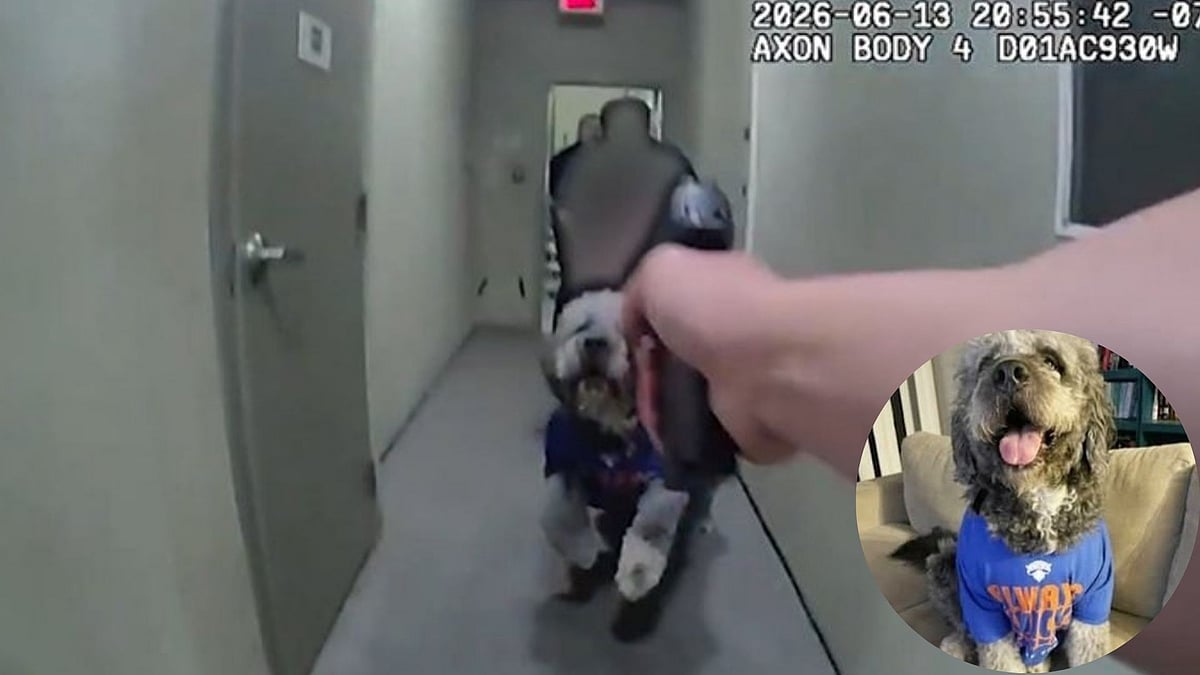 'Not 2 But 4 Shots Fired': Newly Released LAPD Bodycam Footage Of Cops Shooting 'Jameson' Dog During Welfare Check Triggers Outrage Online