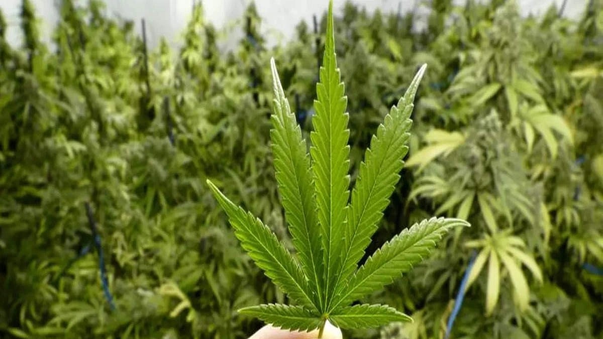 1 Held With 170 Kg Of Marijuana And Aluminium Worth ₹1.33 Crore