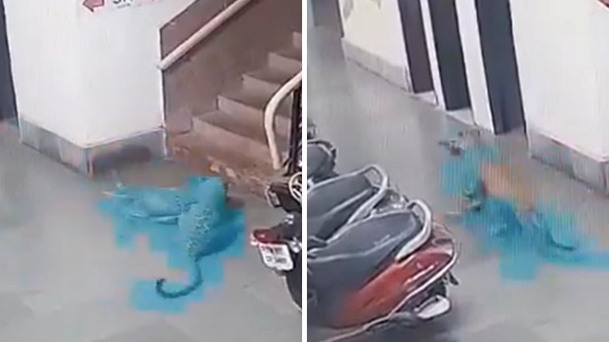 Leopard Spotted Inside IIT-Bombay Campus; CCTV Captures Attack On Dog In Mumbai's Powai