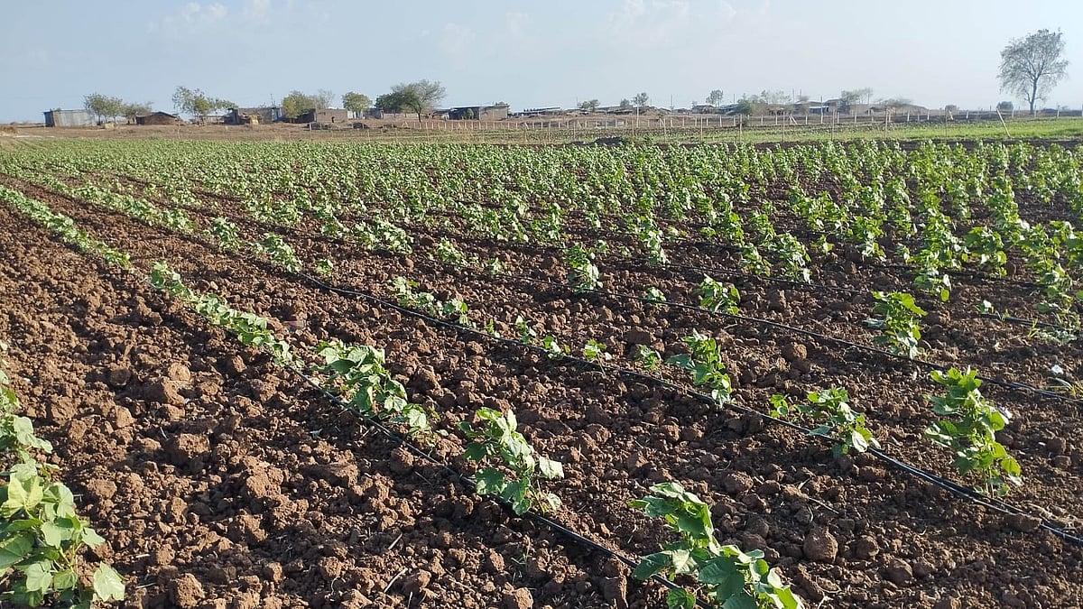 Monsoon Delay Puts Khargone's Chilli And Cotton Crops At Risk