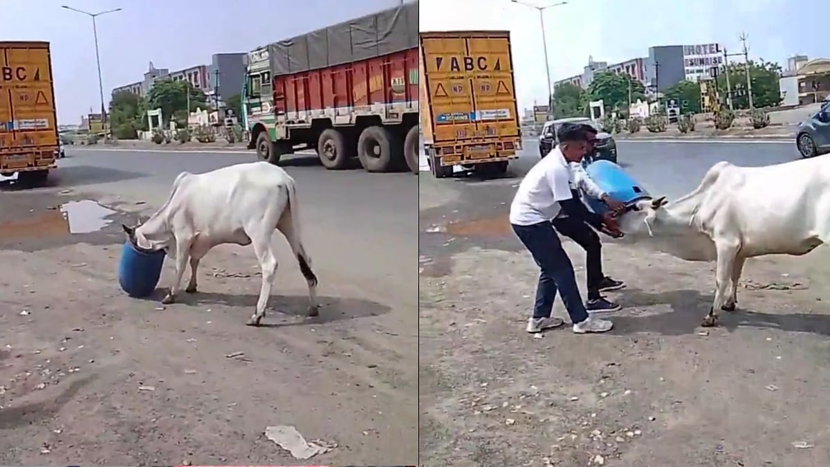 Stray Cow Gets Head Stuck In Plastic Drum On Busy Road In Gujarat; Bystanders' Rescue Video Goes Viral