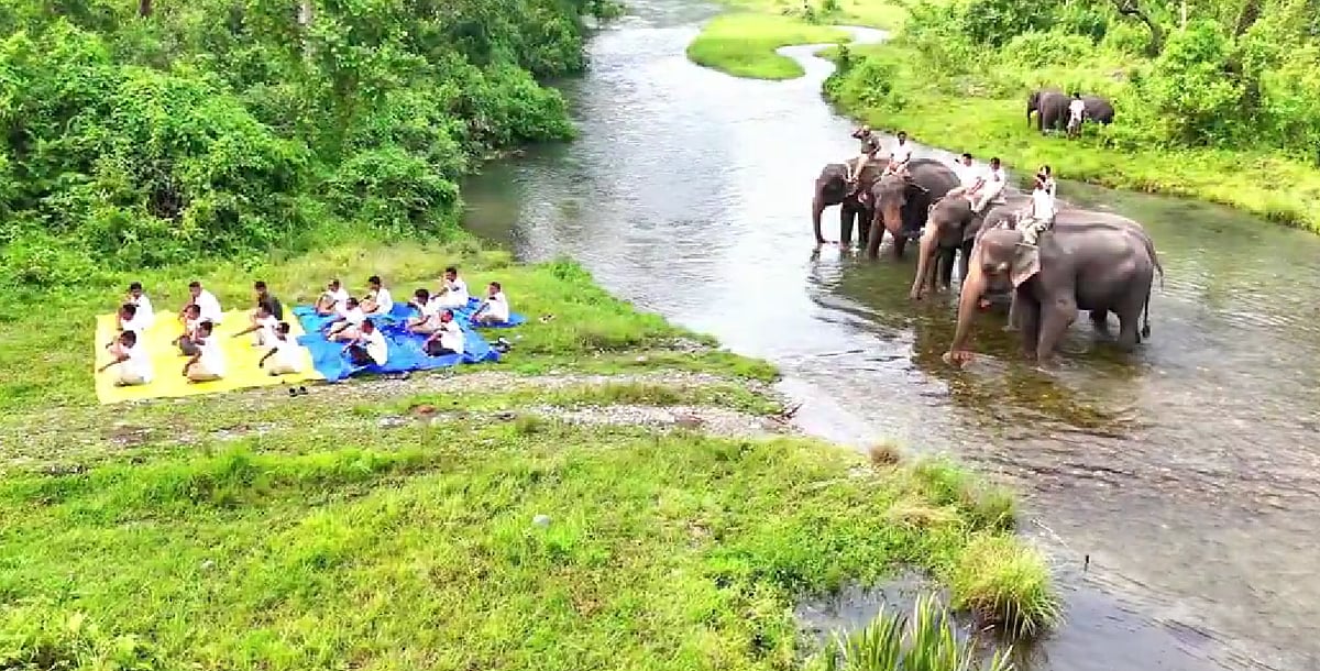 Forest Rangers Perform Yoga On Elephants At Jaldapara National Park; IFS Officer Shares Video