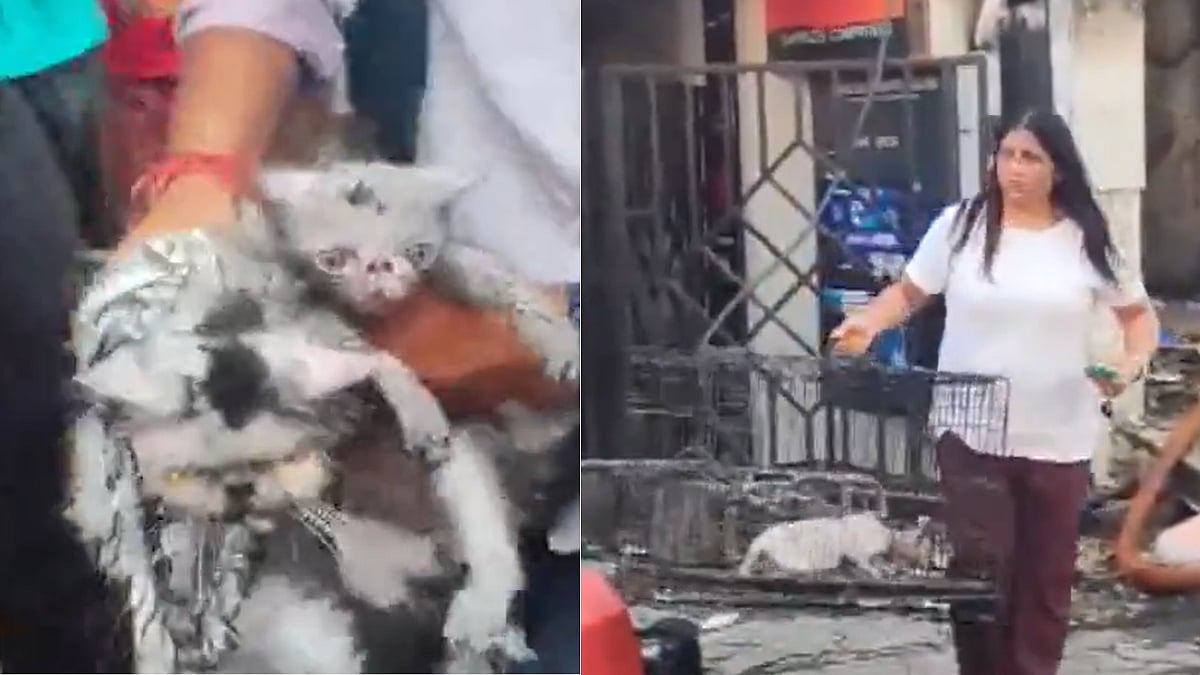 Lucknow Coaching Centre Fire: Cats Rescued From Burning Building As Death Toll Reaches 15