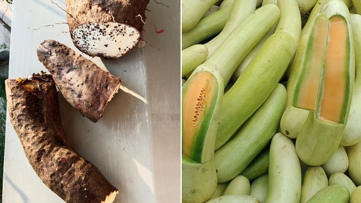 Malwa’s Famous Garadu And Sailana Balam Cucumber Earn GI Recognition
